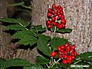 baneberry fruit