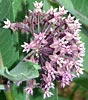 milkweed