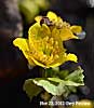marsh marigold