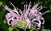 Monarda flower head