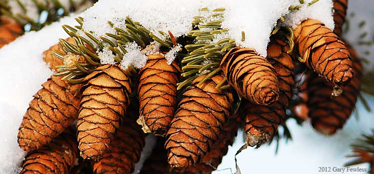 white spruce cones