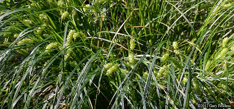 sedge:Carex tuckermannii
