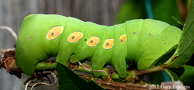 caterpillar of Eumorpa pandorus