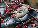 Pine Grosbeak