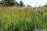 prairie grasses
