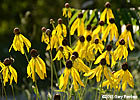 yellow coneflower
