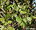 buckthorn leaves