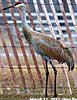 sandhill crane