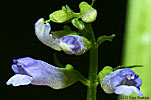 skullcap