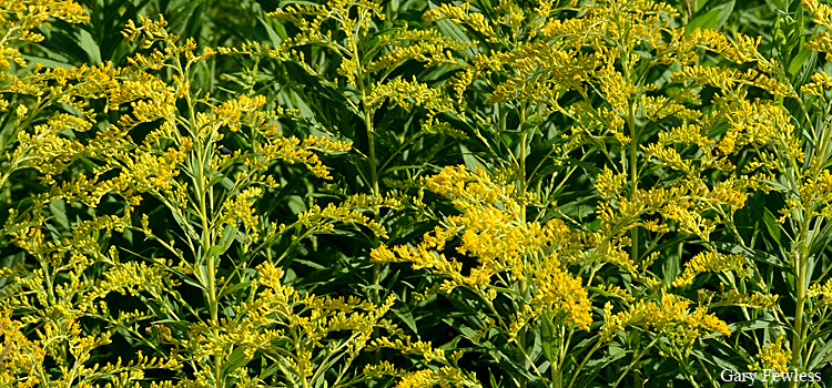 Canada goldenrod