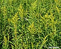goldenrod
