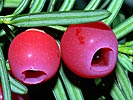yew berries
