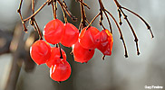 hightbush cranberry