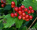 highbush cranberry
