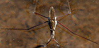 water strider