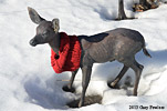 deer with scarf