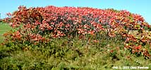 staghorn sumac