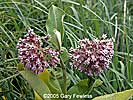 milkweed