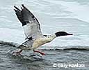 common merganser