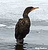 Cormorant