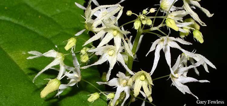 wild cucumber