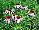 purple coneflower