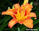 day-lily