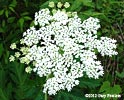 cow parsnip