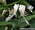 showy bush honeysuckle