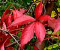 virginia creeper