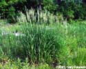 reed canary-grass