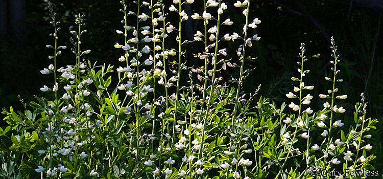 white false indigo