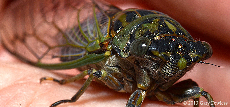 Cicada