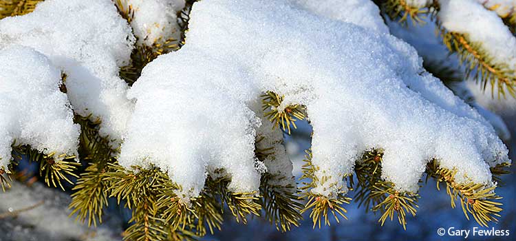 white spruce with snow