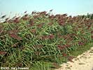 phragmites