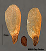 seeds
