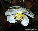 mayapple