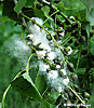 cottonwood seeds