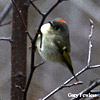Ruby-crowned Kinglet