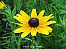 black-eyed Susan