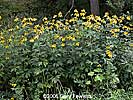 cut-leaved coneflower