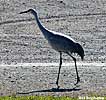 sandhill crane