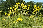 compass plant