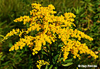 goldenrod