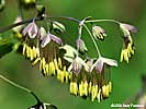 early meadow-rue