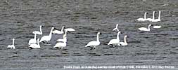 swans