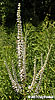 culver's root
