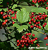 highbush cranberry