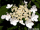 highbush cranberry