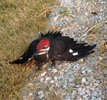 Pileated Woodpecker.